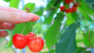 さくらんぼページ 6/7～29開催 あぐりさくらんぼフェア | もぎっとくしびき -櫛引観光協会-